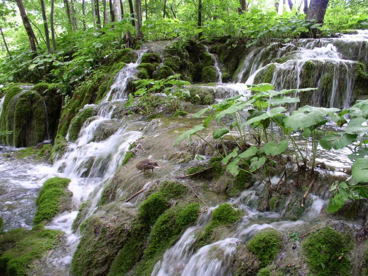 Accommodation Plitvice コレニツァ エクステリア 写真
